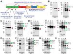 Nanog Antibody in Western Blot (WB)