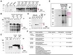 Nanog Antibody in Western Blot (WB)