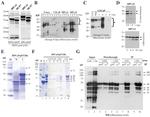 Nanog Antibody in Western Blot (WB)