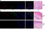 Rabbit IgG (H+L) Cross-Adsorbed Secondary Antibody in Immunocytochemistry (ICC/IF)