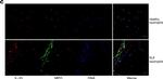 Rabbit IgG (H+L) Cross-Adsorbed Secondary Antibody in Immunocytochemistry (ICC/IF)