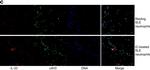 Rabbit IgG (H+L) Cross-Adsorbed Secondary Antibody in Immunocytochemistry (ICC/IF)