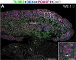 Goat IgG (H+L) Cross-Adsorbed Secondary Antibody in Immunohistochemistry (IHC)