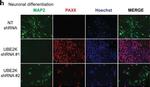 Mouse IgG (H+L) Highly Cross-Adsorbed Secondary Antibody in Immunocytochemistry (ICC/IF)