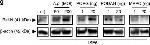 Rabbit IgG (H+L) Secondary Antibody in Western Blot (WB)