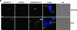 Mouse IgG (H+L) Highly Cross-Adsorbed Secondary Antibody in Immunocytochemistry (ICC/IF)