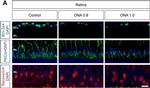 Rabbit IgG (H+L) Highly Cross-Adsorbed Secondary Antibody in Immunohistochemistry (PFA fixed) (IHC (PFA))