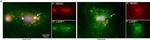 Mouse IgG (H+L) Highly Cross-Adsorbed Secondary Antibody in Immunocytochemistry (ICC/IF)