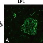 Chicken IgY (H+L) Secondary Antibody in Immunocytochemistry (ICC/IF)