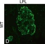 Chicken IgY (H+L) Secondary Antibody in Immunocytochemistry (ICC/IF)