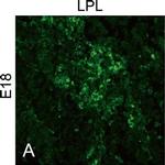 Chicken IgY (H+L) Secondary Antibody in Immunocytochemistry (ICC/IF)