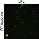 Chicken IgY (H+L) Secondary Antibody in Immunohistochemistry (Frozen) (IHC (F))