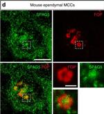 Mouse IgG1 Cross-Adsorbed Secondary Antibody in Immunocytochemistry (ICC/IF)