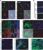 Mouse IgG (H+L) Highly Cross-Adsorbed Secondary Antibody in Immunohistochemistry (PFA fixed) (IHC (PFA))