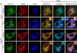 Mouse IgG (H+L) Highly Cross-Adsorbed Secondary Antibody in Immunocytochemistry (ICC/IF)