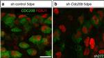 Mouse IgG2a Cross-Adsorbed Secondary Antibody in Immunocytochemistry (ICC/IF)