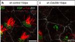 Mouse IgG2a Cross-Adsorbed Secondary Antibody in Immunocytochemistry (ICC/IF)