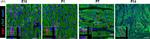 Mouse IgG (H+L) Highly Cross-Adsorbed Secondary Antibody in Immunohistochemistry (Paraffin) (IHC (P))