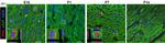 Mouse IgG (H+L) Highly Cross-Adsorbed Secondary Antibody in Immunohistochemistry (Paraffin) (IHC (P))