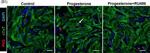 Mouse IgG (H+L) Highly Cross-Adsorbed Secondary Antibody in Immunocytochemistry (ICC/IF)