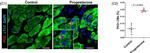 Mouse IgG (H+L) Highly Cross-Adsorbed Secondary Antibody in Immunohistochemistry (Paraffin) (IHC (P))