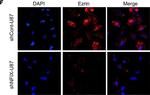 Rabbit IgG (H+L) Highly Cross-Adsorbed Secondary Antibody in Immunocytochemistry (ICC/IF)