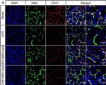 Rabbit IgG (H+L) Highly Cross-Adsorbed Secondary Antibody in Immunohistochemistry (Frozen) (IHC (F))