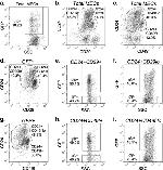 CD49f (Integrin alpha 6) Antibody in Flow Cytometry (Flow)