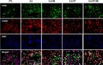 Mouse IgG1 Cross-Adsorbed Secondary Antibody in Immunocytochemistry (ICC/IF)