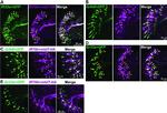 Chicken IgY (H+L) Secondary Antibody in Immunohistochemistry (IHC)