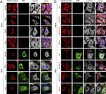 Goat IgG (H+L) Cross-Adsorbed Secondary Antibody in Immunocytochemistry (ICC/IF)