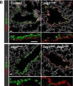 Goat IgG (H+L) Cross-Adsorbed Secondary Antibody in Immunocytochemistry (ICC/IF)