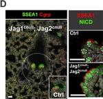 Rabbit IgG (H+L) Highly Cross-Adsorbed Secondary Antibody in Immunocytochemistry (ICC/IF)