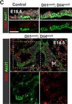 Rabbit IgG (H+L) Highly Cross-Adsorbed Secondary Antibody in Immunohistochemistry (PFA fixed) (IHC (PFA))