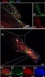 Rat IgG (H+L) Highly Cross-Adsorbed Secondary Antibody in Immunohistochemistry (Paraffin) (IHC (P))