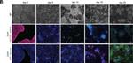 Goat IgG (H+L) Cross-Adsorbed Secondary Antibody in Immunocytochemistry (ICC/IF)