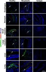 Rabbit IgG (H+L) Highly Cross-Adsorbed Secondary Antibody in Immunohistochemistry (Paraffin) (IHC (P))