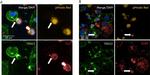 Goat IgG (H+L) Cross-Adsorbed Secondary Antibody in Immunocytochemistry (ICC/IF)