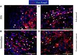 Goat IgG (H+L) Cross-Adsorbed Secondary Antibody in Immunocytochemistry (ICC/IF)