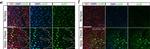 Goat IgG (H+L) Cross-Adsorbed Secondary Antibody in Immunocytochemistry (ICC/IF)