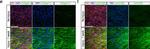 Goat IgG (H+L) Cross-Adsorbed Secondary Antibody in Immunocytochemistry (ICC/IF)