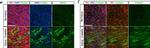 Goat IgG (H+L) Cross-Adsorbed Secondary Antibody in Immunocytochemistry (ICC/IF)