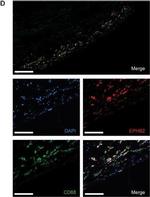 Goat IgG (H+L) Cross-Adsorbed Secondary Antibody in Immunohistochemistry (Paraffin) (IHC (P))