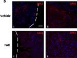 Goat IgG (H+L) Cross-Adsorbed Secondary Antibody in Immunohistochemistry (Frozen) (IHC (F))