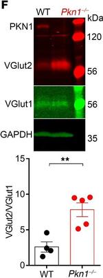 Rabbit IgG (H+L) Cross-Adsorbed Secondary Antibody in Western Blot (WB)