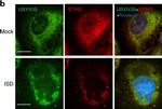 Rabbit IgG (H+L) Cross-Adsorbed Secondary Antibody in Immunocytochemistry (ICC/IF)