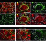 Rat IgG (H+L) Cross-Adsorbed Secondary Antibody in Immunohistochemistry (Frozen) (IHC (F))