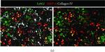 Rat IgG (H+L) Cross-Adsorbed Secondary Antibody in Immunohistochemistry (Frozen) (IHC (F))