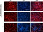 Mouse IgM (Heavy chain) Cross-Adsorbed Secondary Antibody in Immunohistochemistry (PFA fixed) (IHC (PFA))