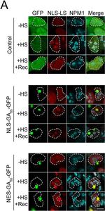 Mouse IgG (H+L) Cross-Adsorbed Secondary Antibody in Immunocytochemistry (ICC/IF)